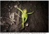 FROG.jpg